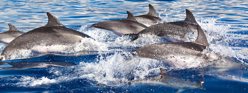 Havsafari med delfiner og hvaler